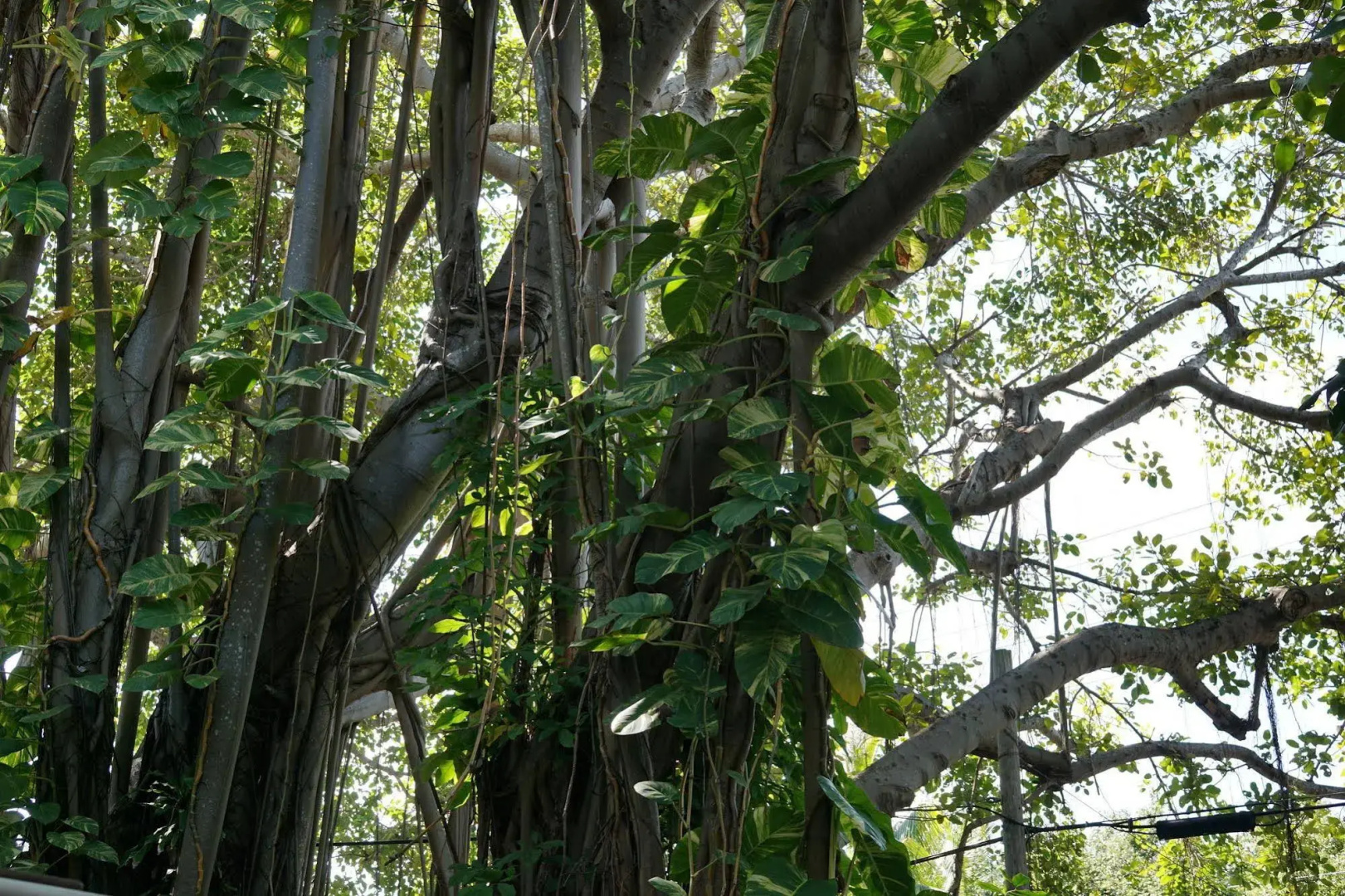 The Banyan Resort