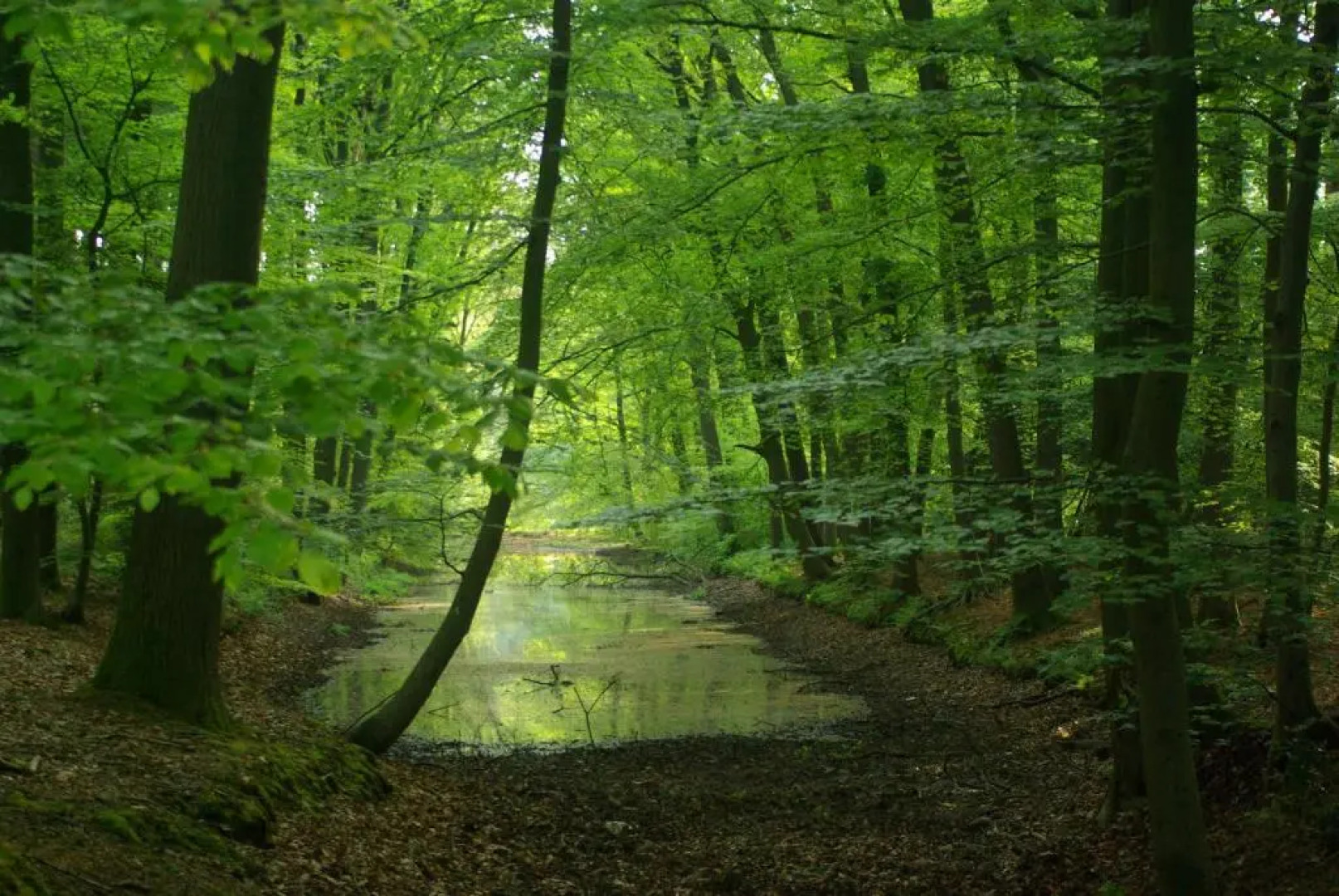 Tiny House Lijster Nunspeet Veluwe