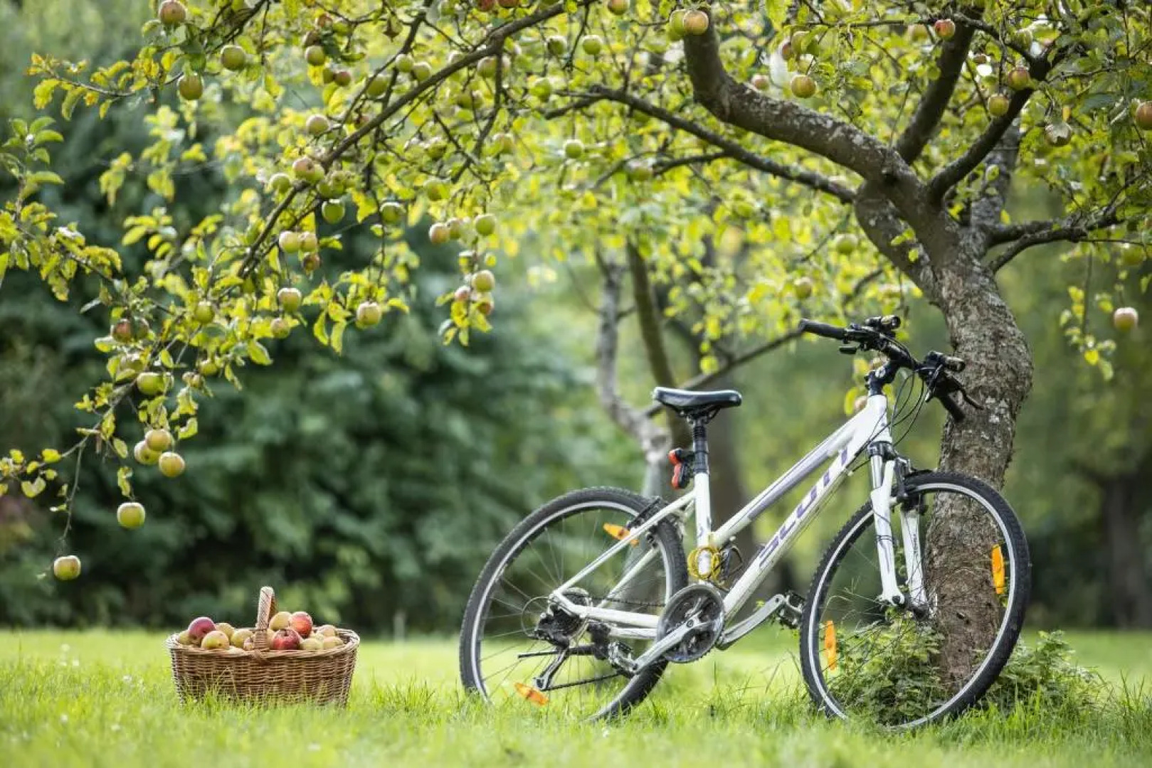 Blossom Hill Apartments
