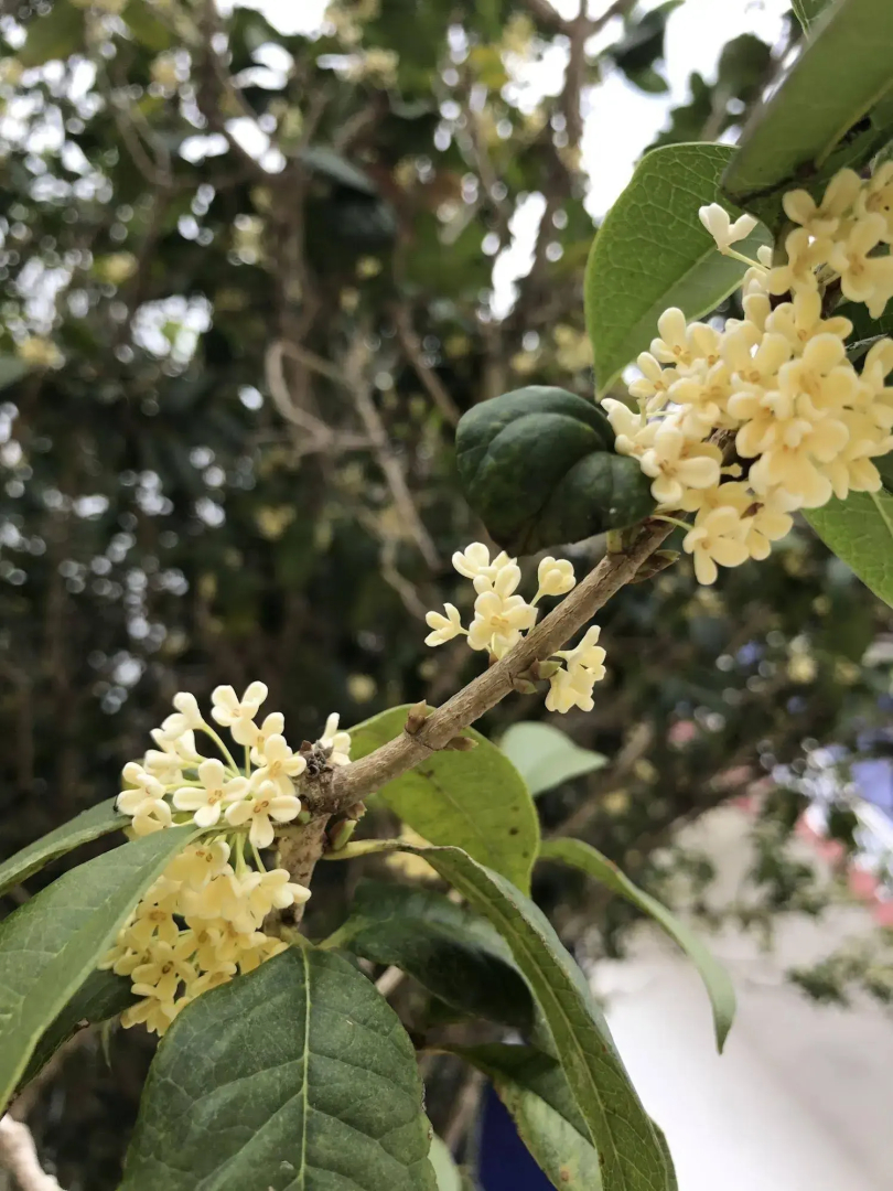 Shin Sane Guesthouse