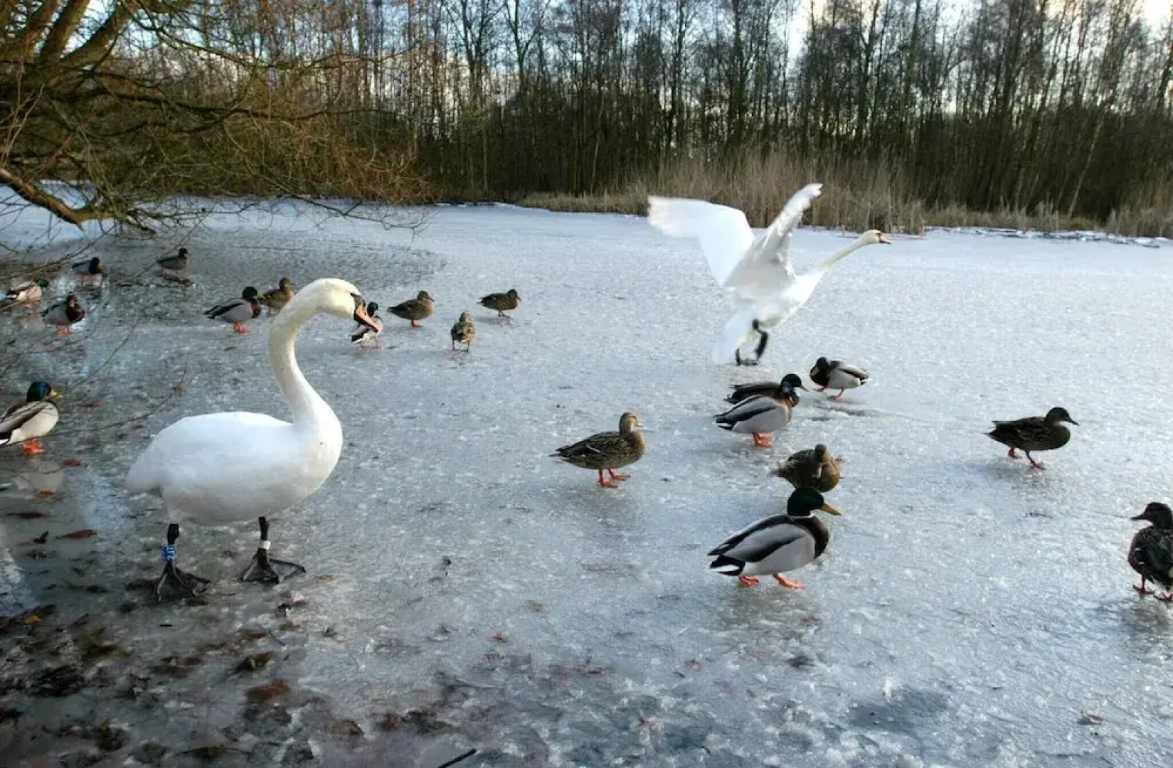 Gentofte Cozy Private Apartment