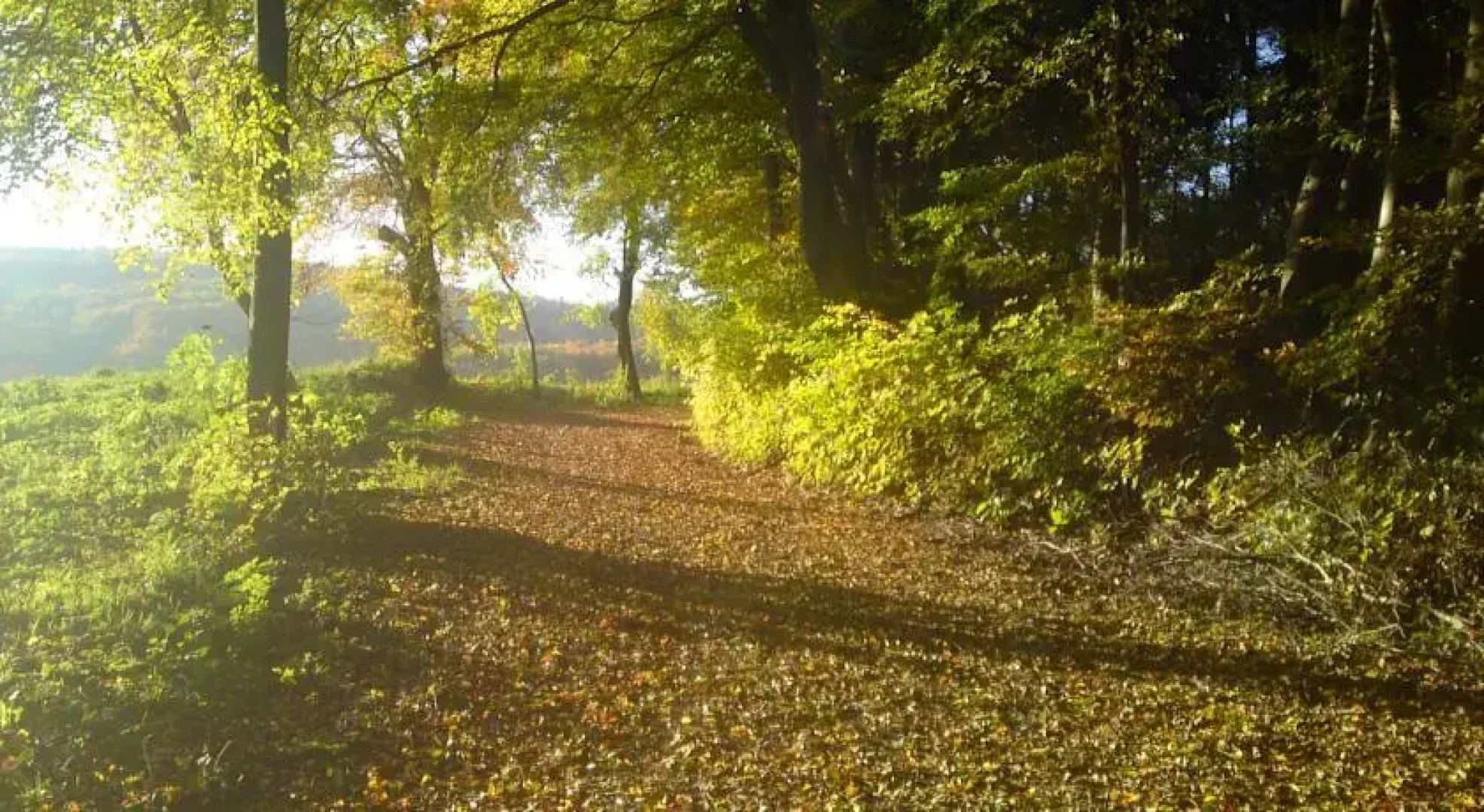 Wienerwald