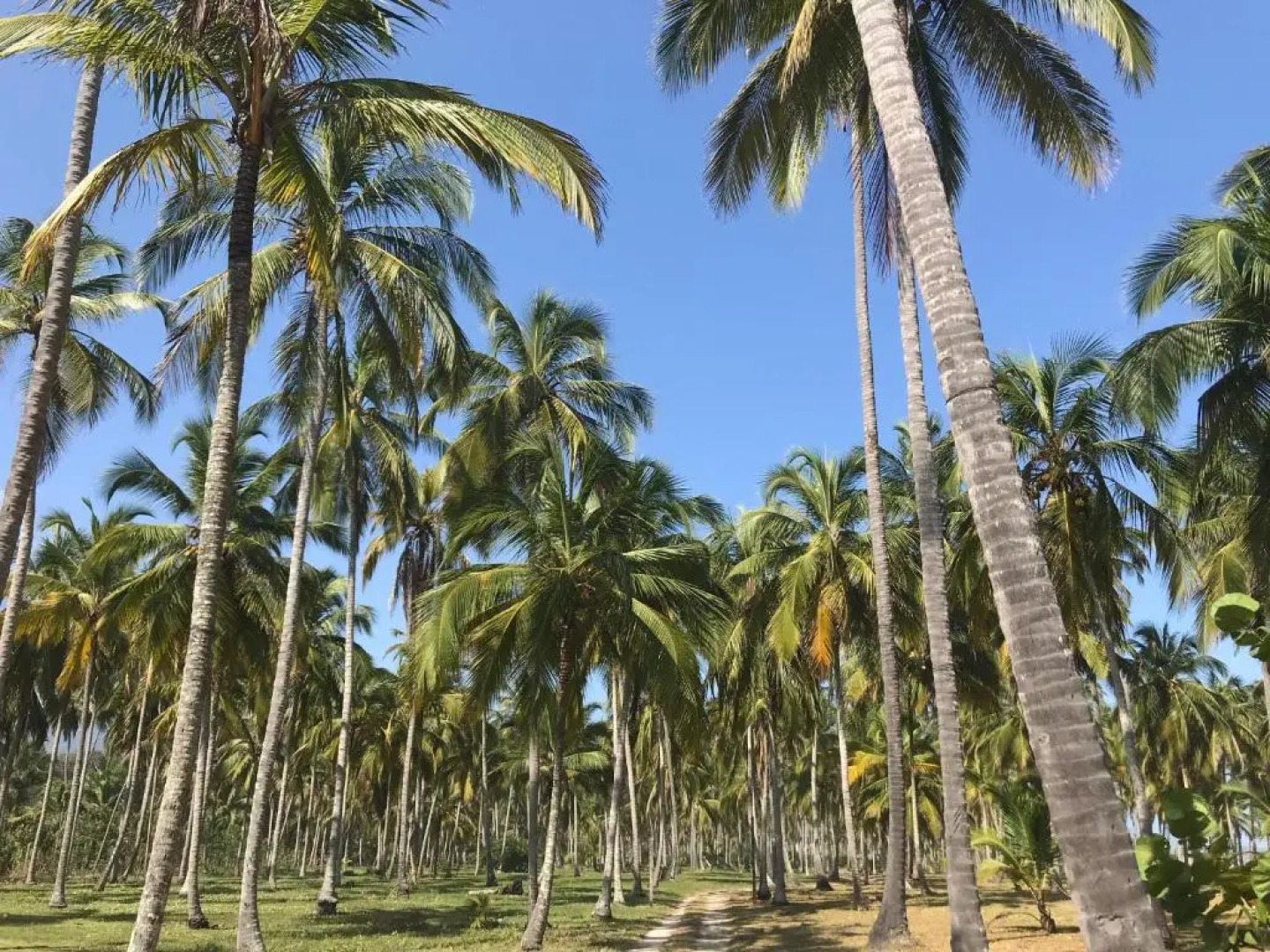 Playa Pikua Ecolodge