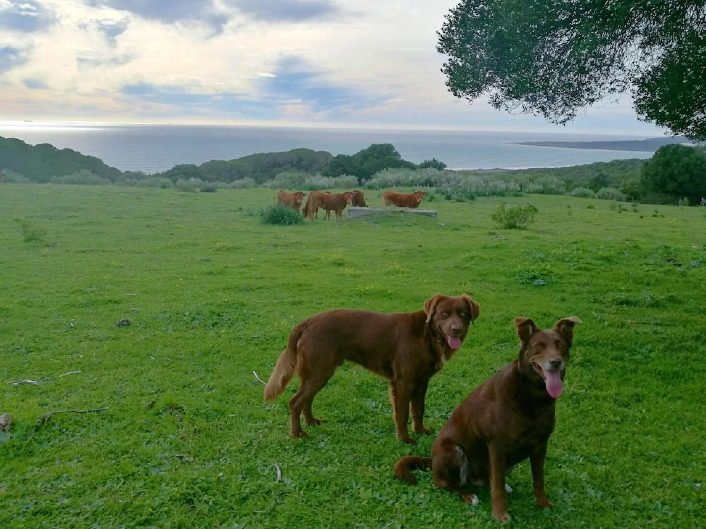 House With 2 Bedrooms in El Chaparral, With Wonderful sea View and Enc