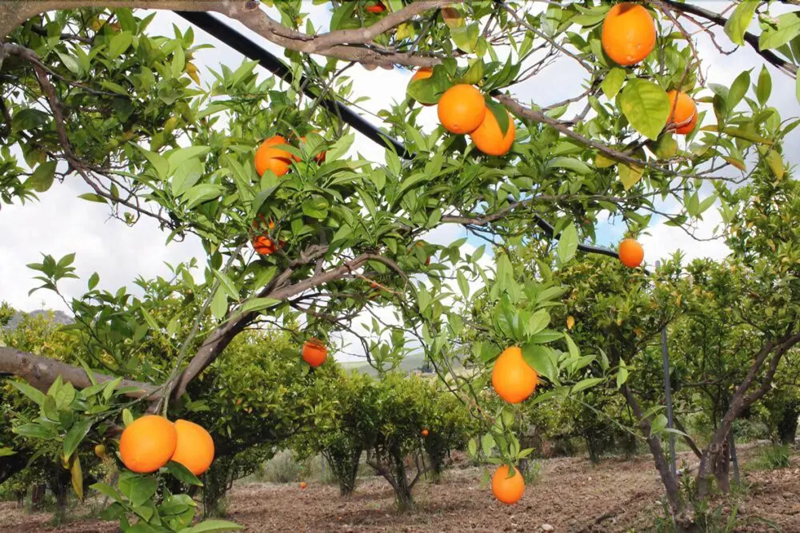 Tenuta Lanza Il Mulino