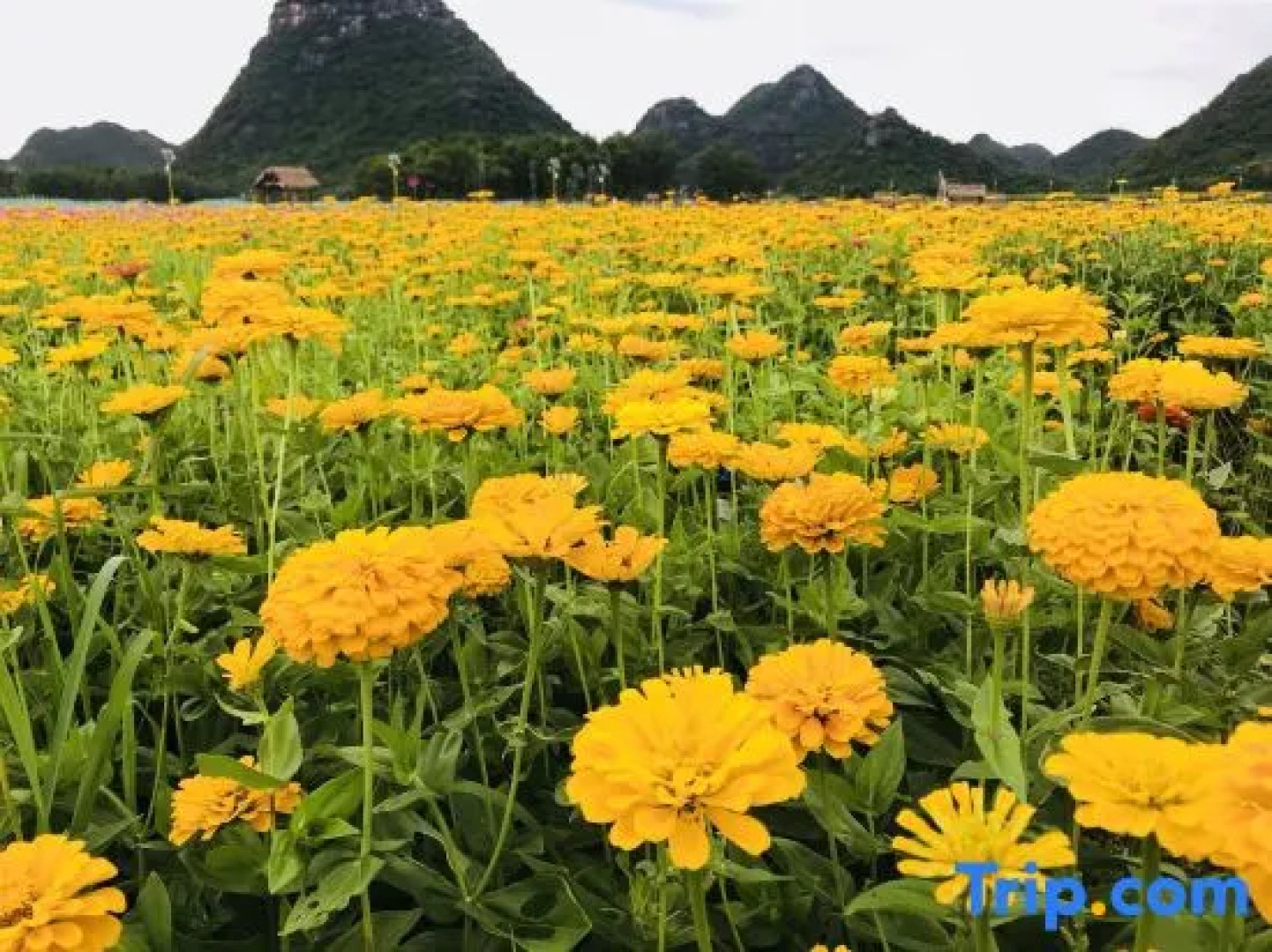 Tung lei small courtyard home