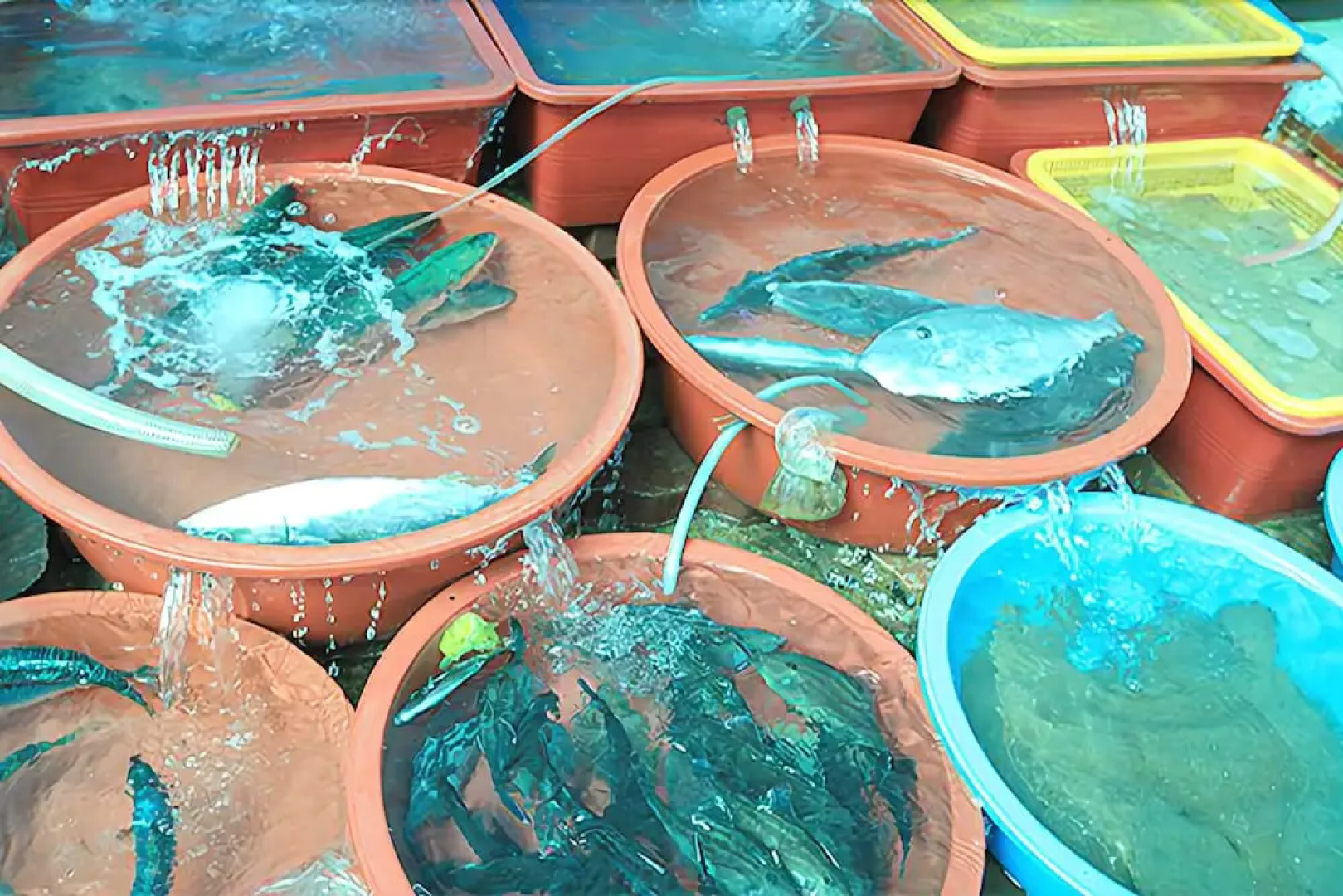 Donghae Marine Park Pension