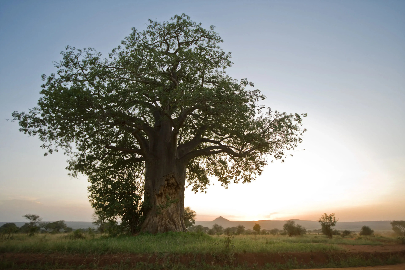 Tarangire Sopa Lodge
