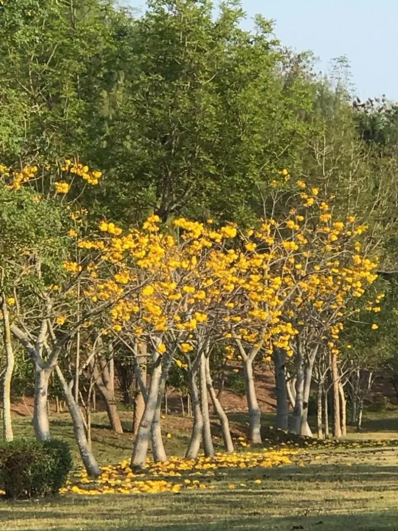 Suan Phueng Pa Wai Resort