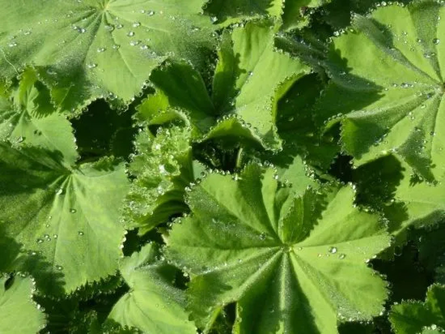 The Head At Middleton