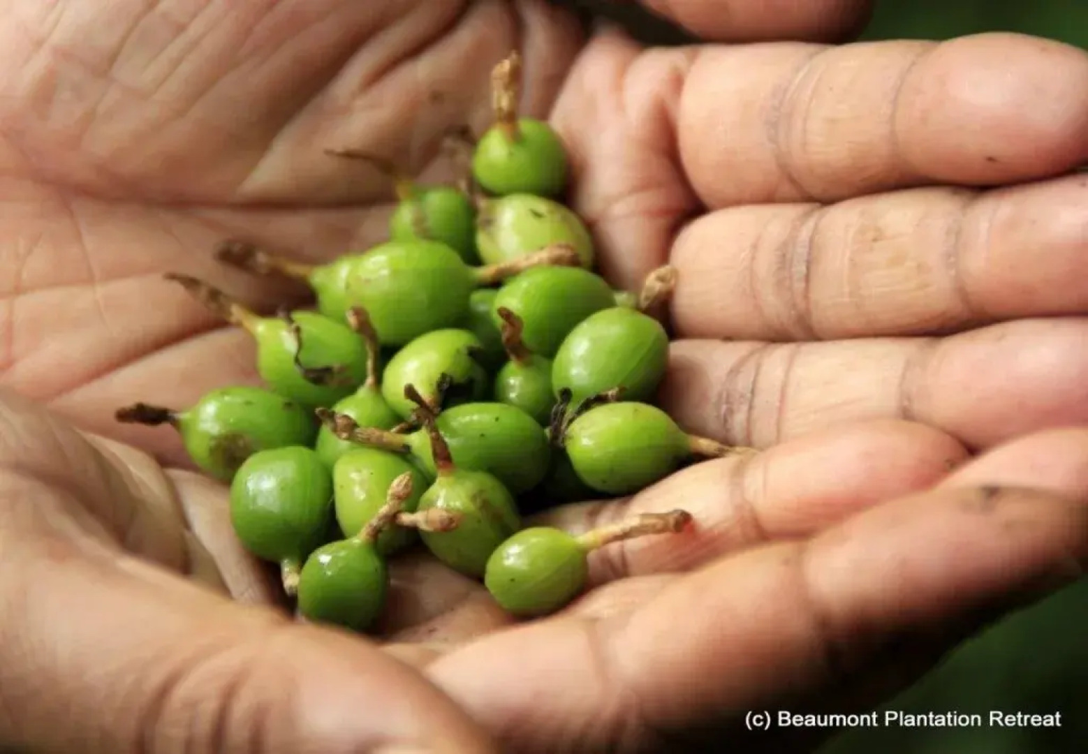 Beaumont Plantation Retreat