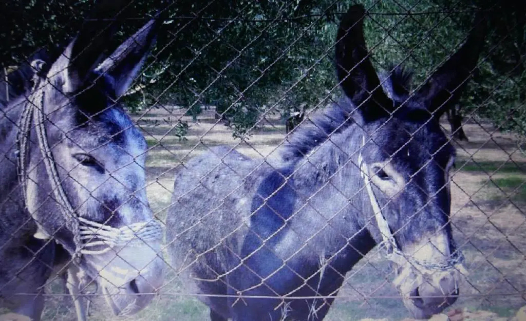 Tiros Apartments Armonia