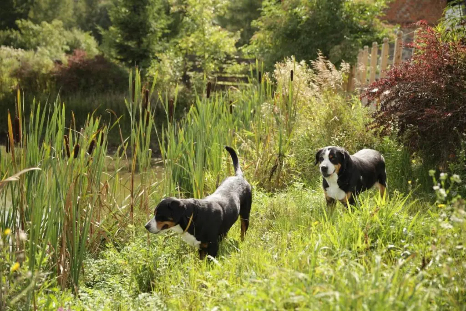 Gościniec Bocianowo