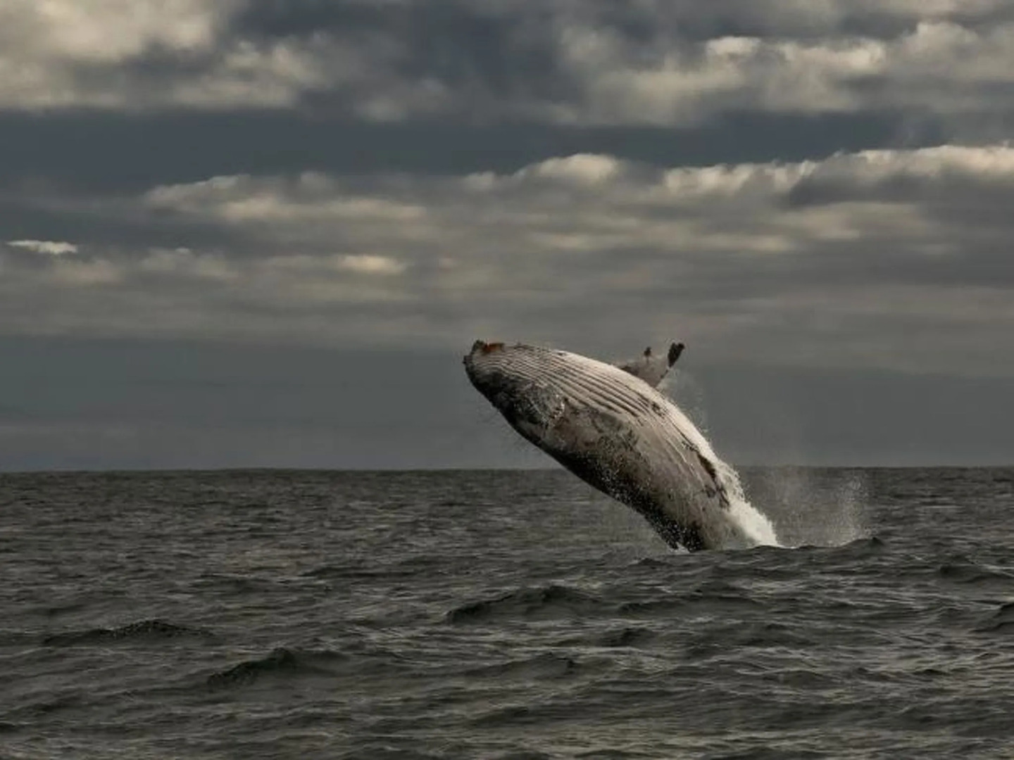Royal Whale Watching