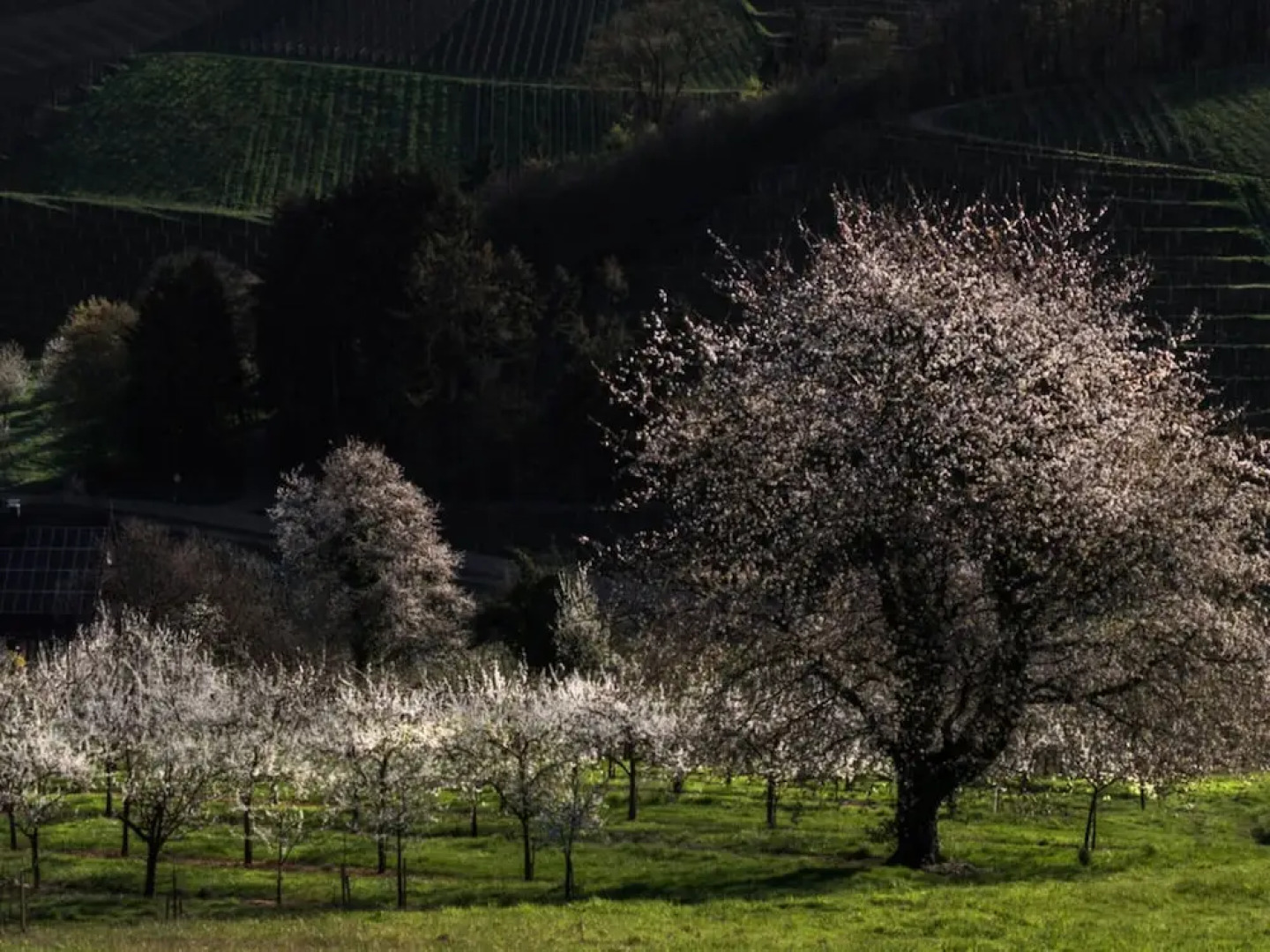 Apartment in Oberkirch