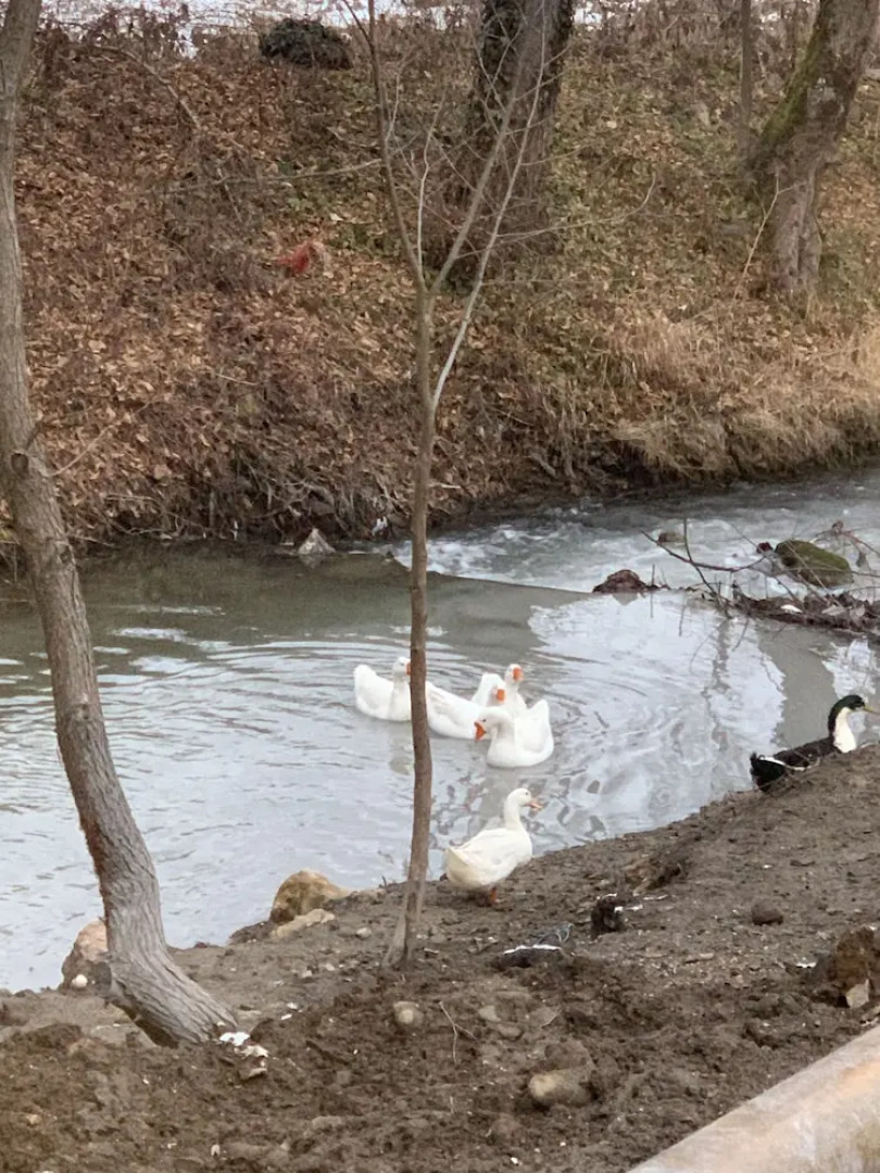 Abant Hitit Otel Restaurant