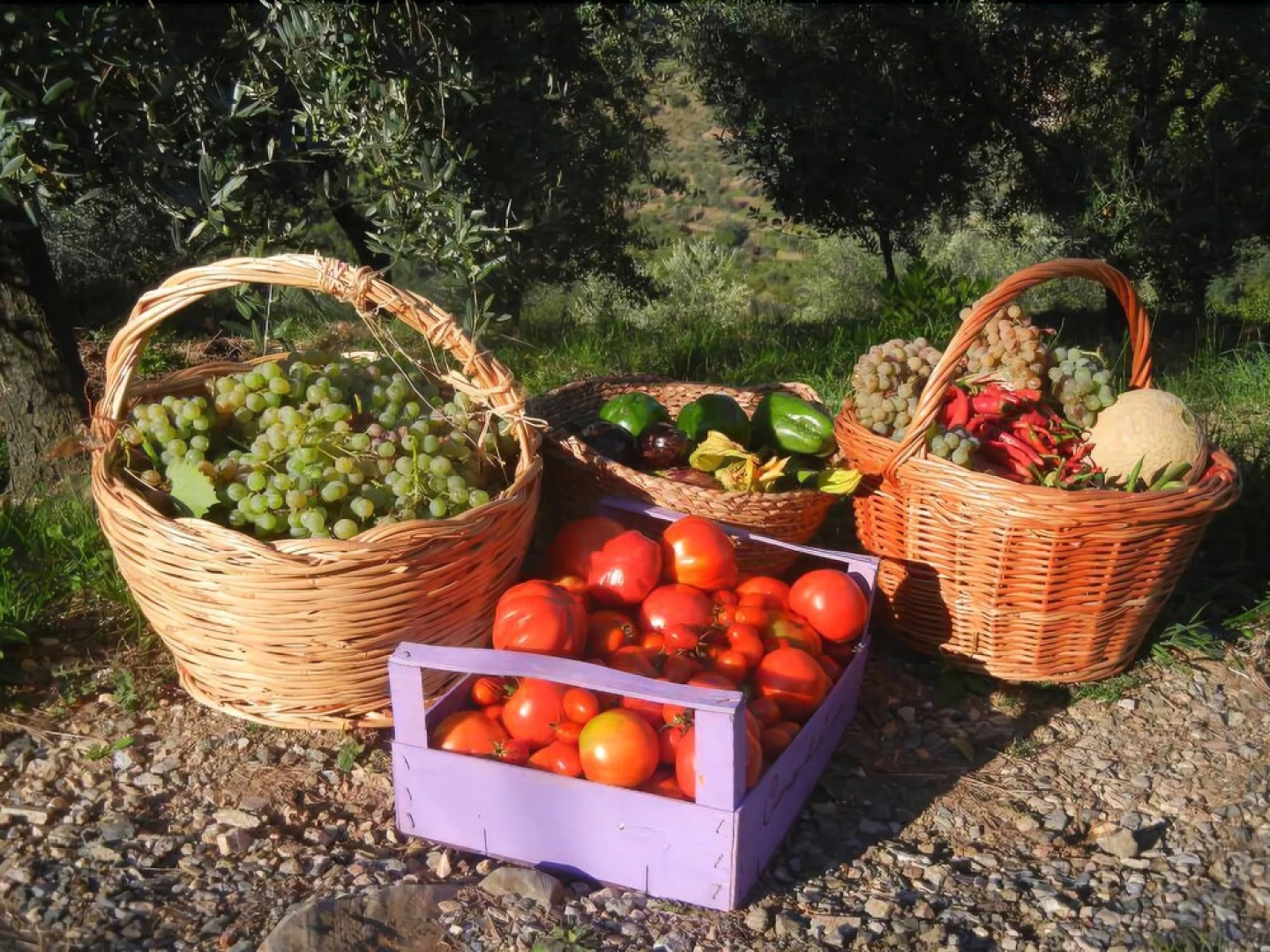 Agriturismo Campo di Luna