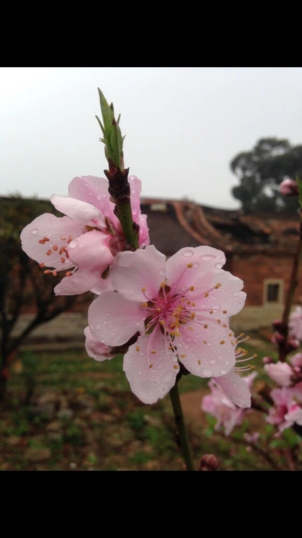 Mount Tai Wu Cozy