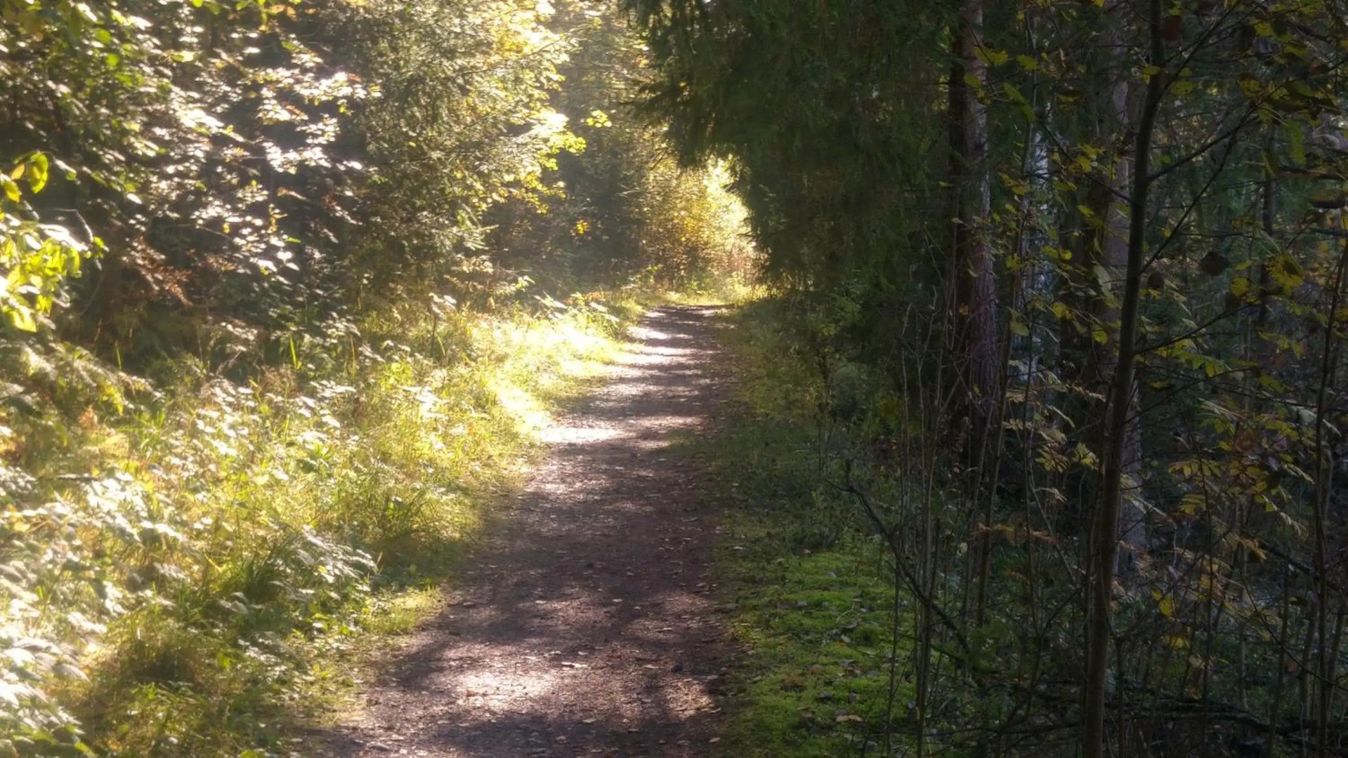 Pähkinäpuisto Apartments