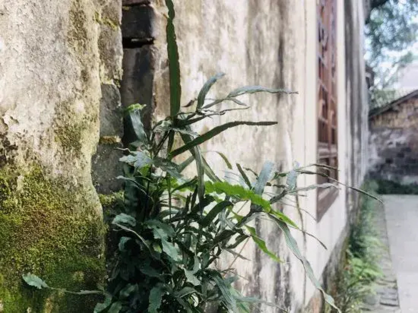 Changxing Sunmu Hometown Su