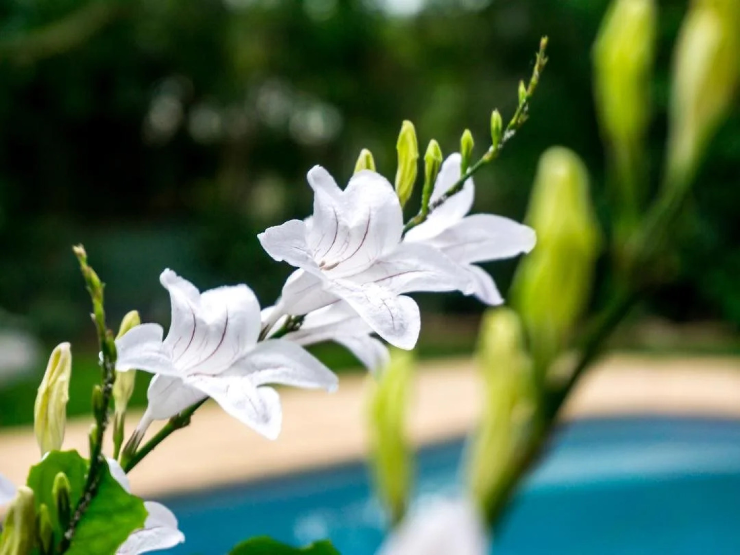 Mackaya Bella Guest House