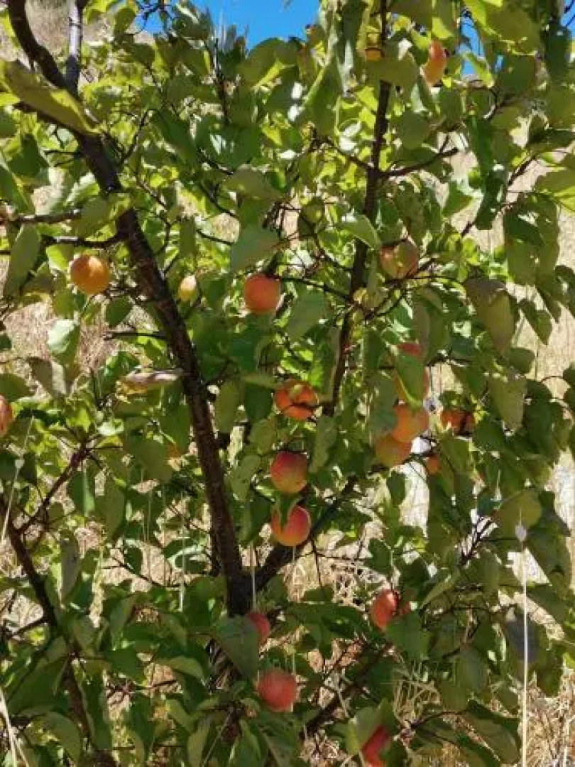 Holiday home Vegaipala