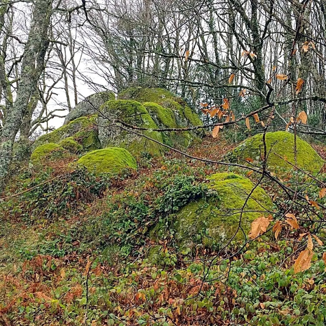 B&B Bouton D'Or La Bouriotte