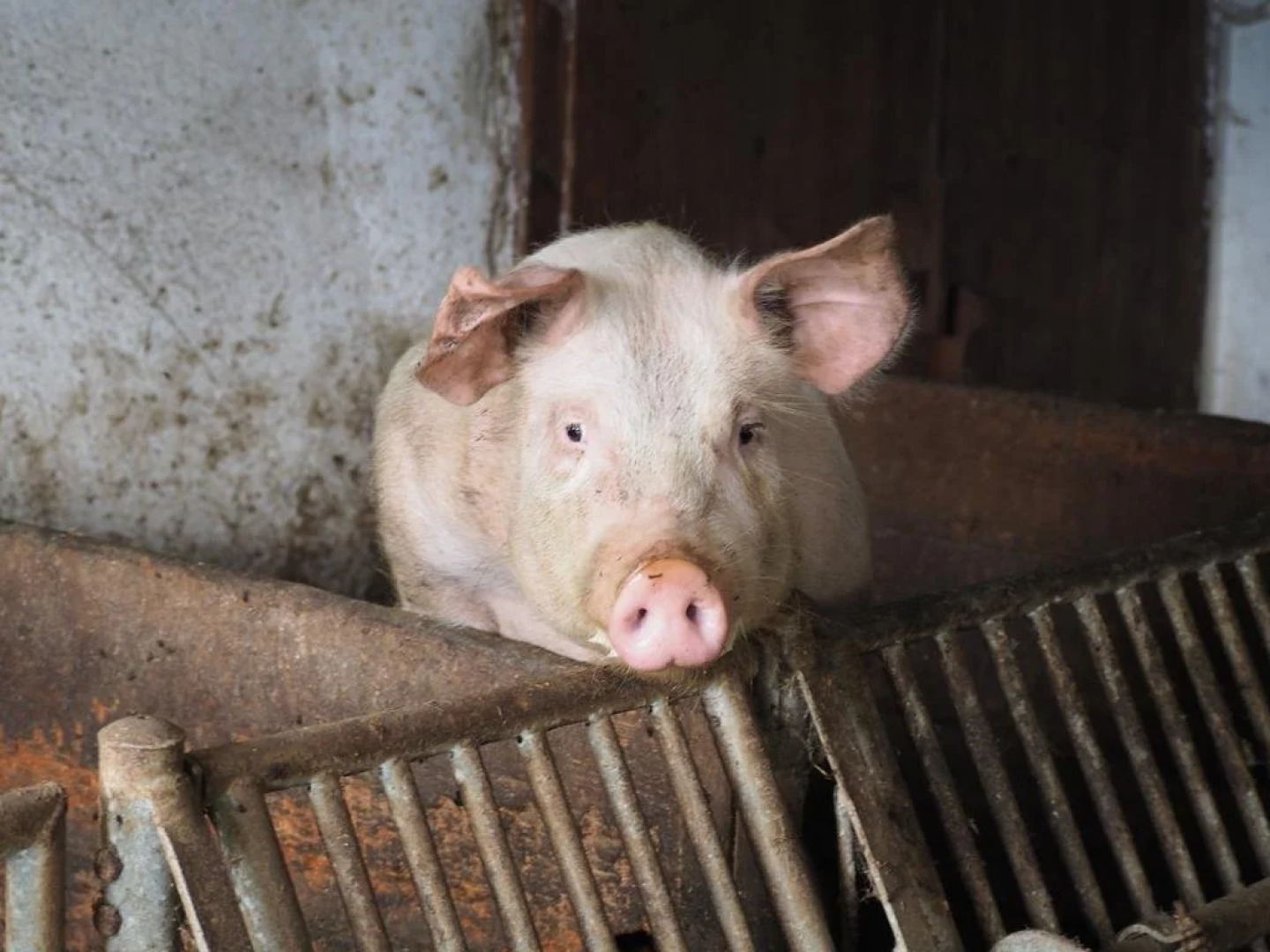 Bio-Bauernhof Grillschmied