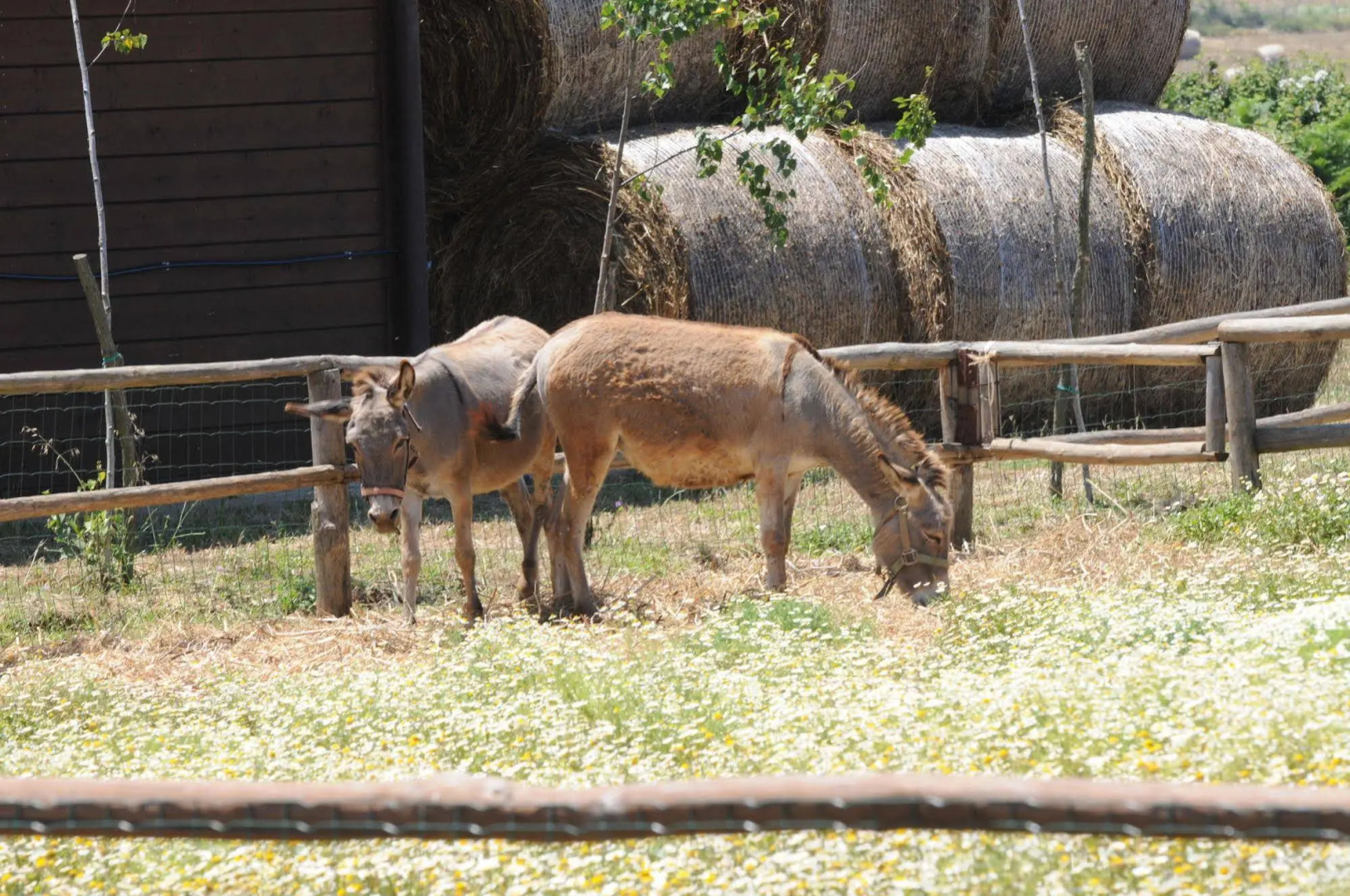 Popilia Country Resort