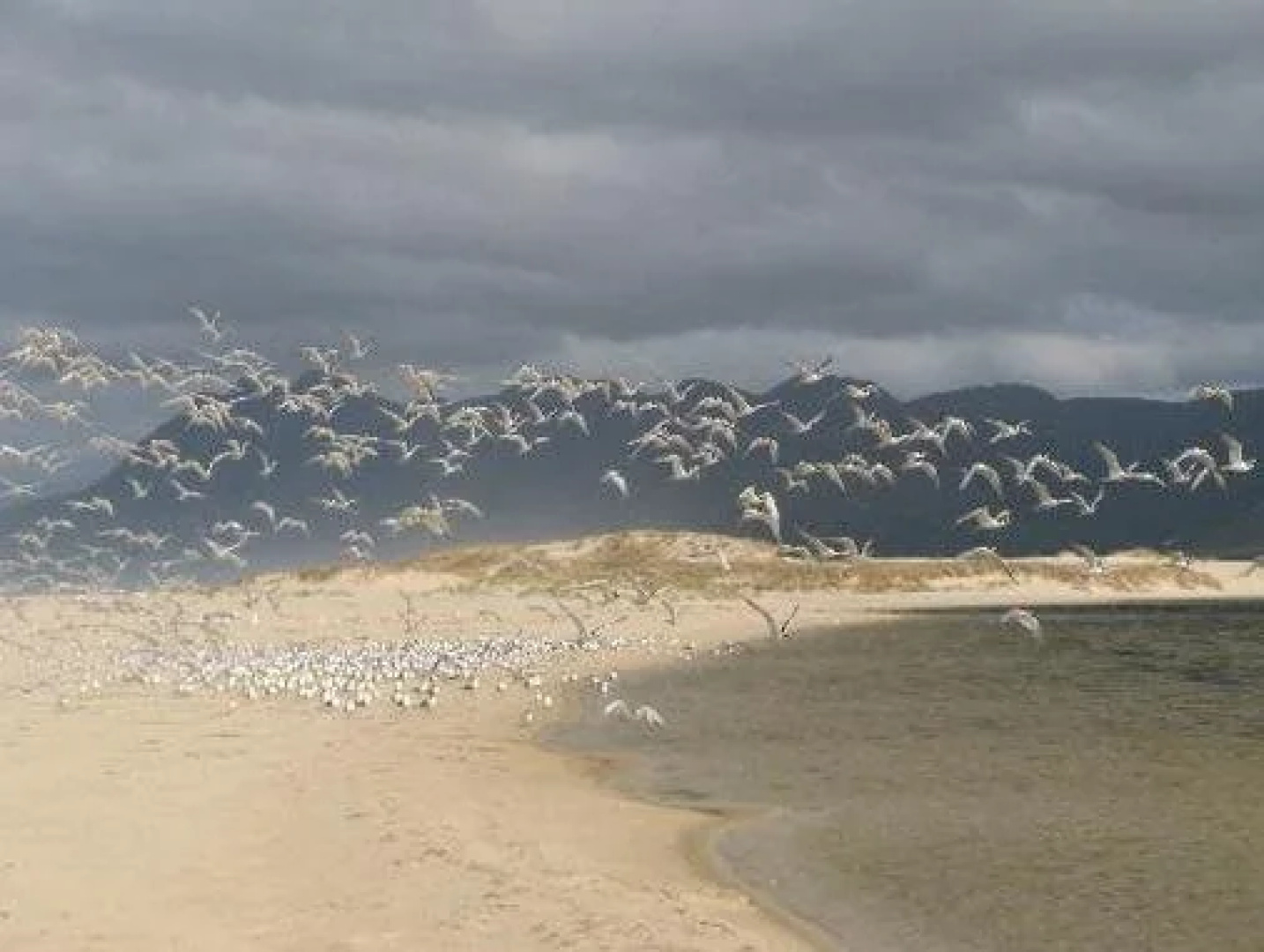 Flamingo Lake