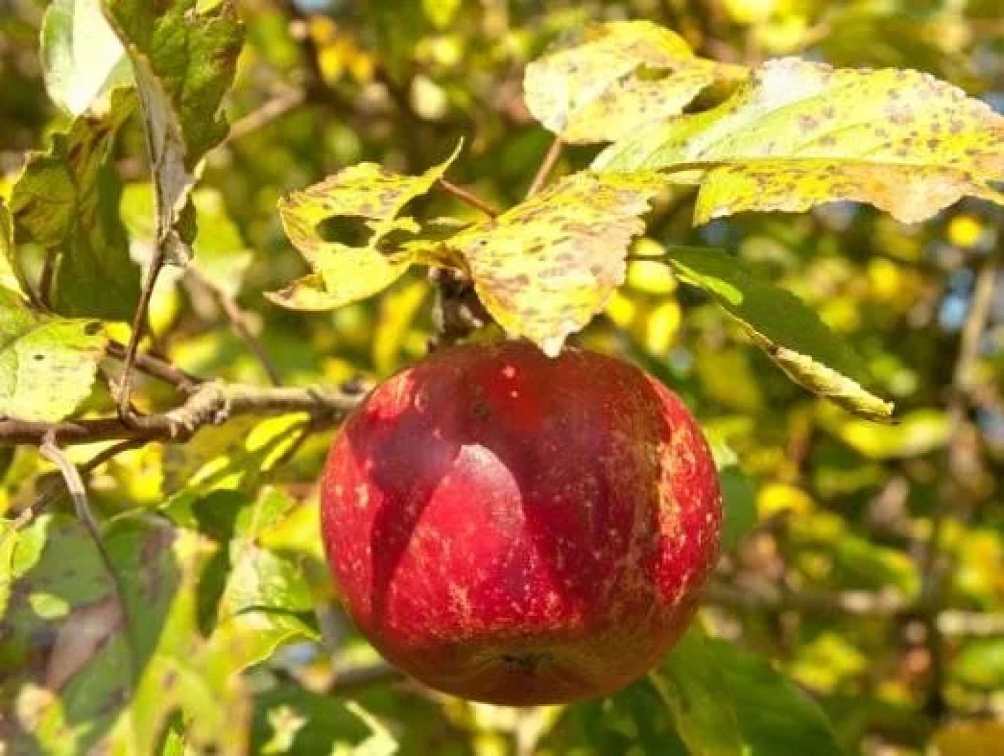 Bed And Breakfast De Violier