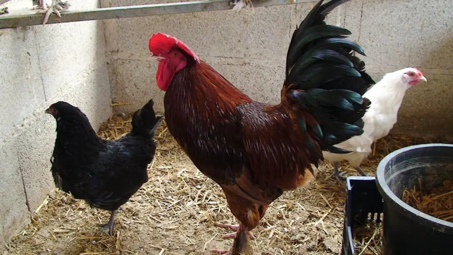 Hort de Mao El Rebost