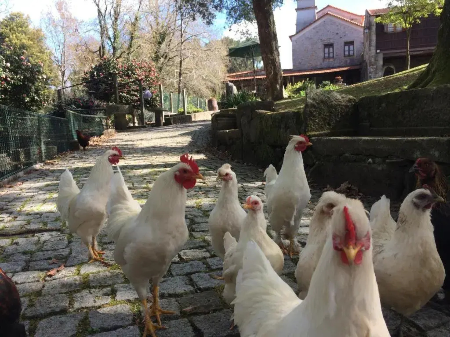 Quinta Padre Lobo