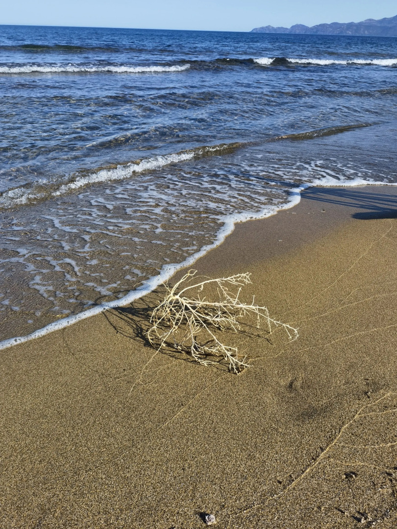 La Corte Degli Ulivi