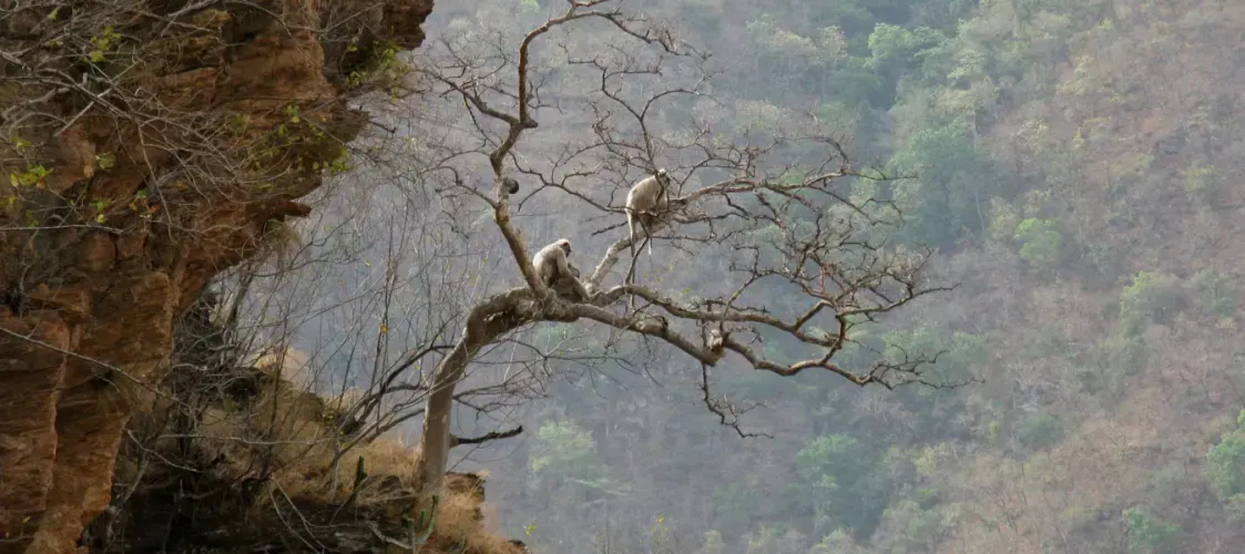 Auranya The Mystical Himalayan Retreat