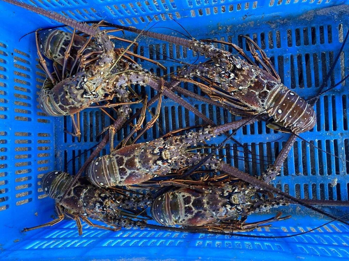 Catamaran en Kuna Yala