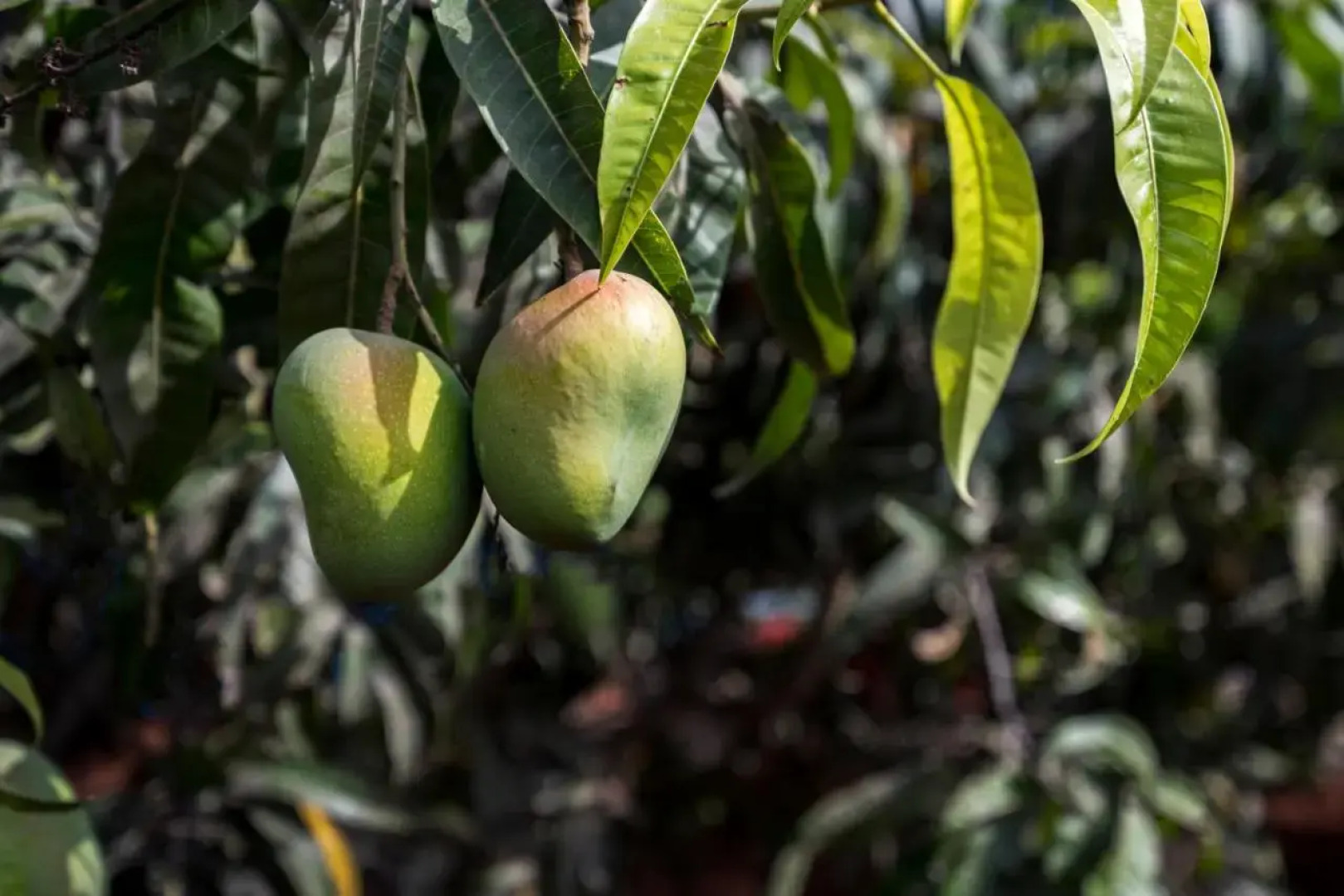 Saffron Stays Gardenia