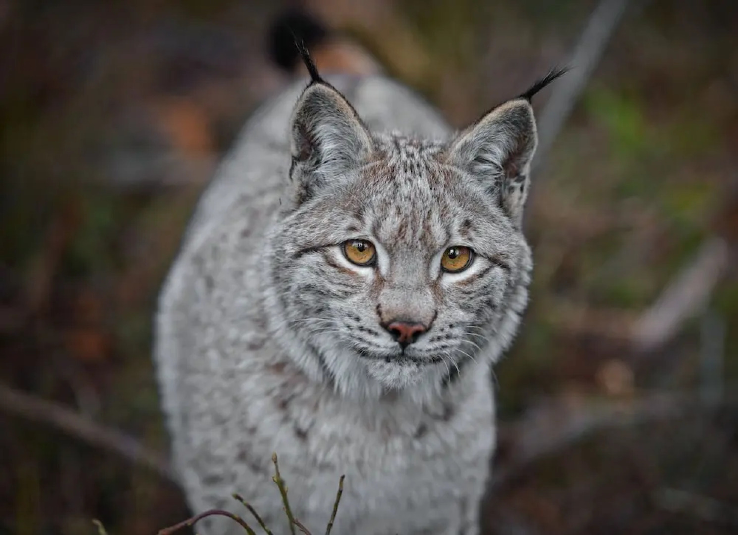 Schmankerl Hotel Bauer