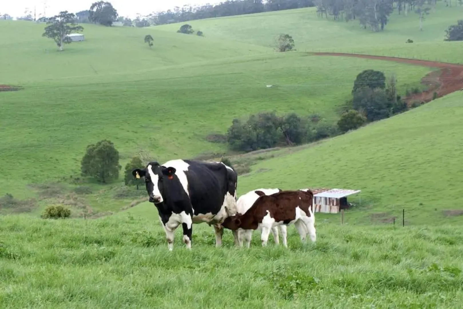 Manderley Park Farmstay B&B