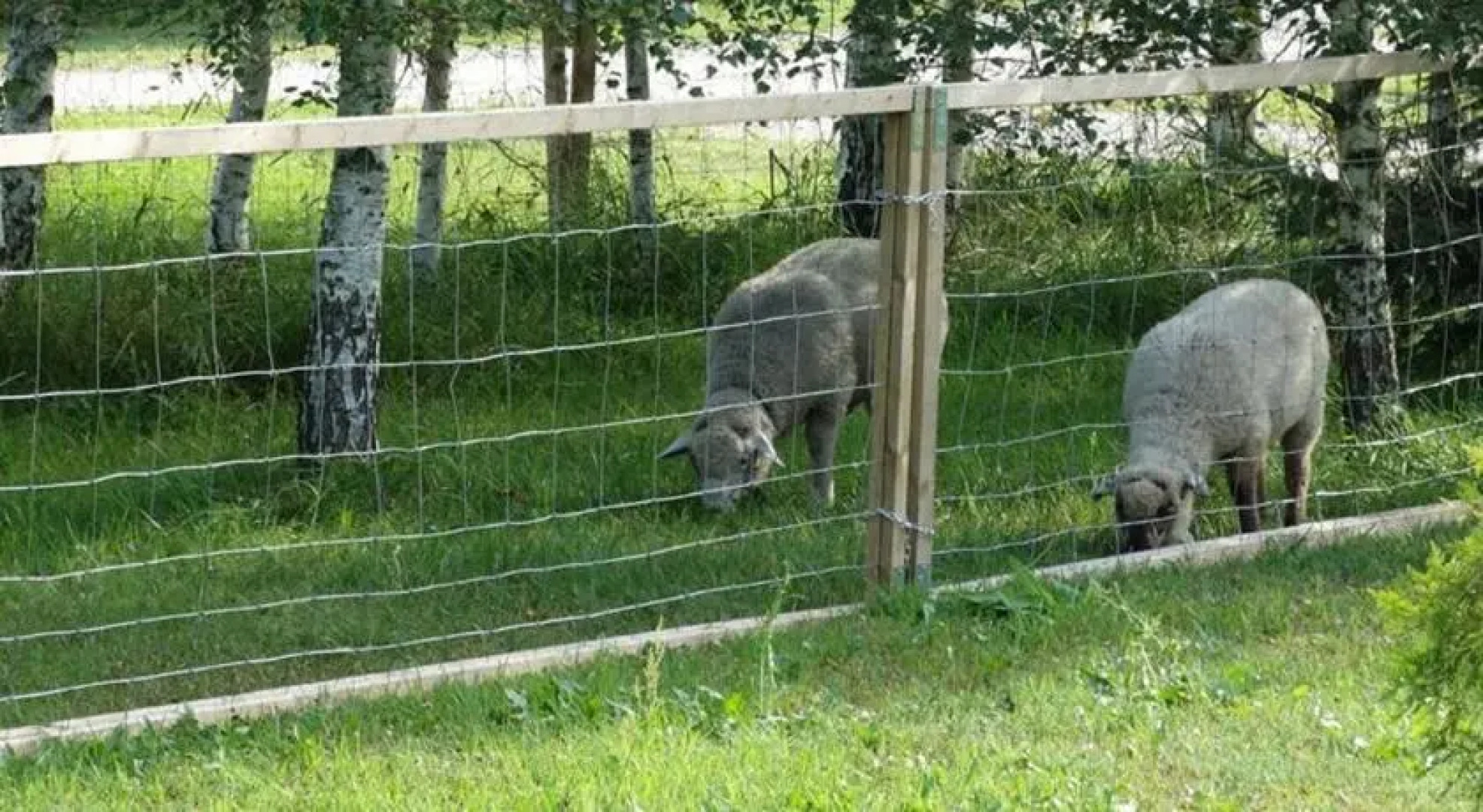 Vanametsa Holiday House