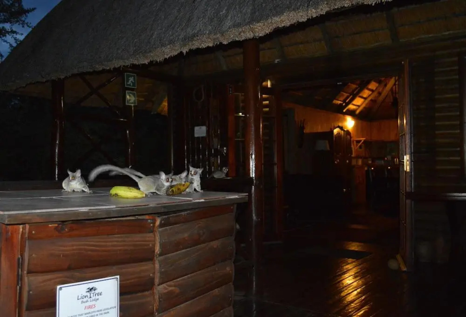 Lion Tree Bush Lodge