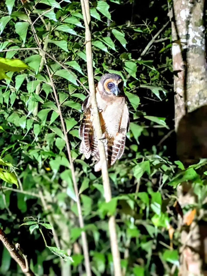 Walawa Blue Sapphire