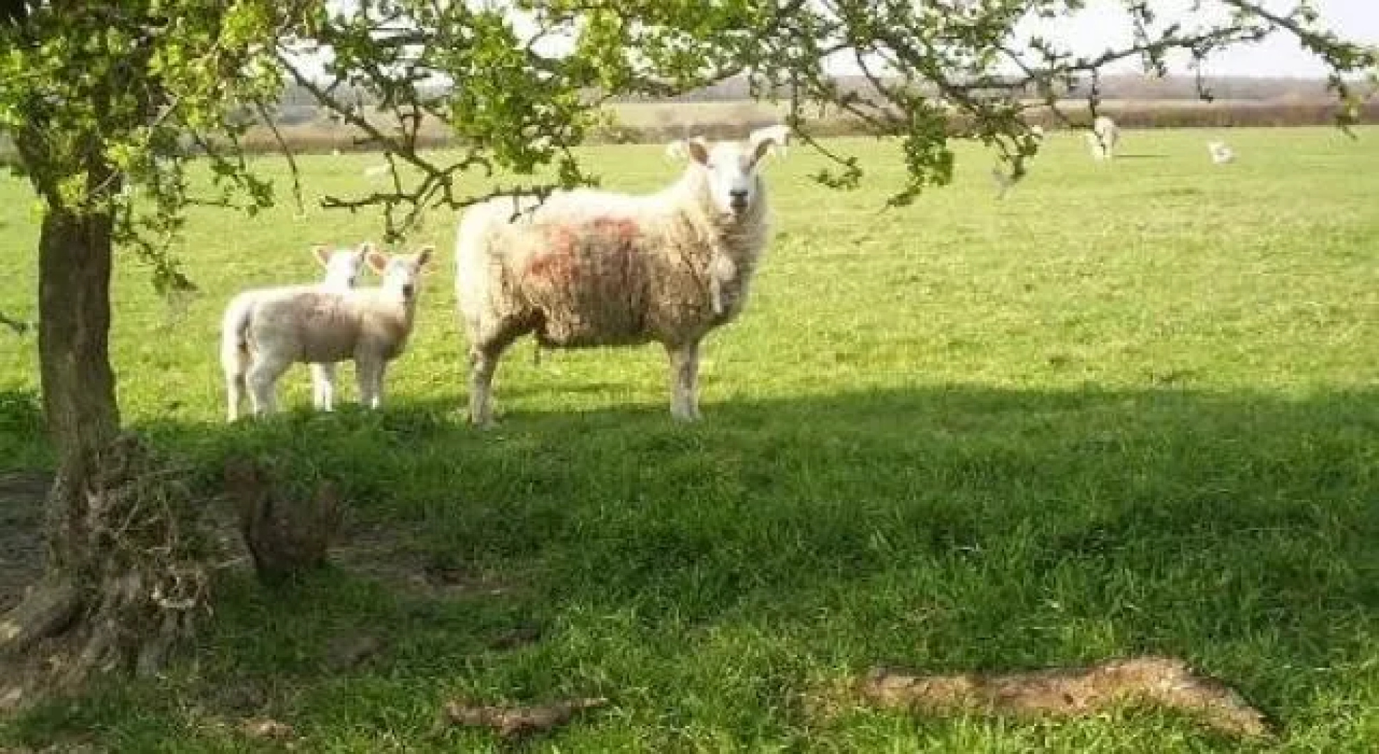 Phepson Farm