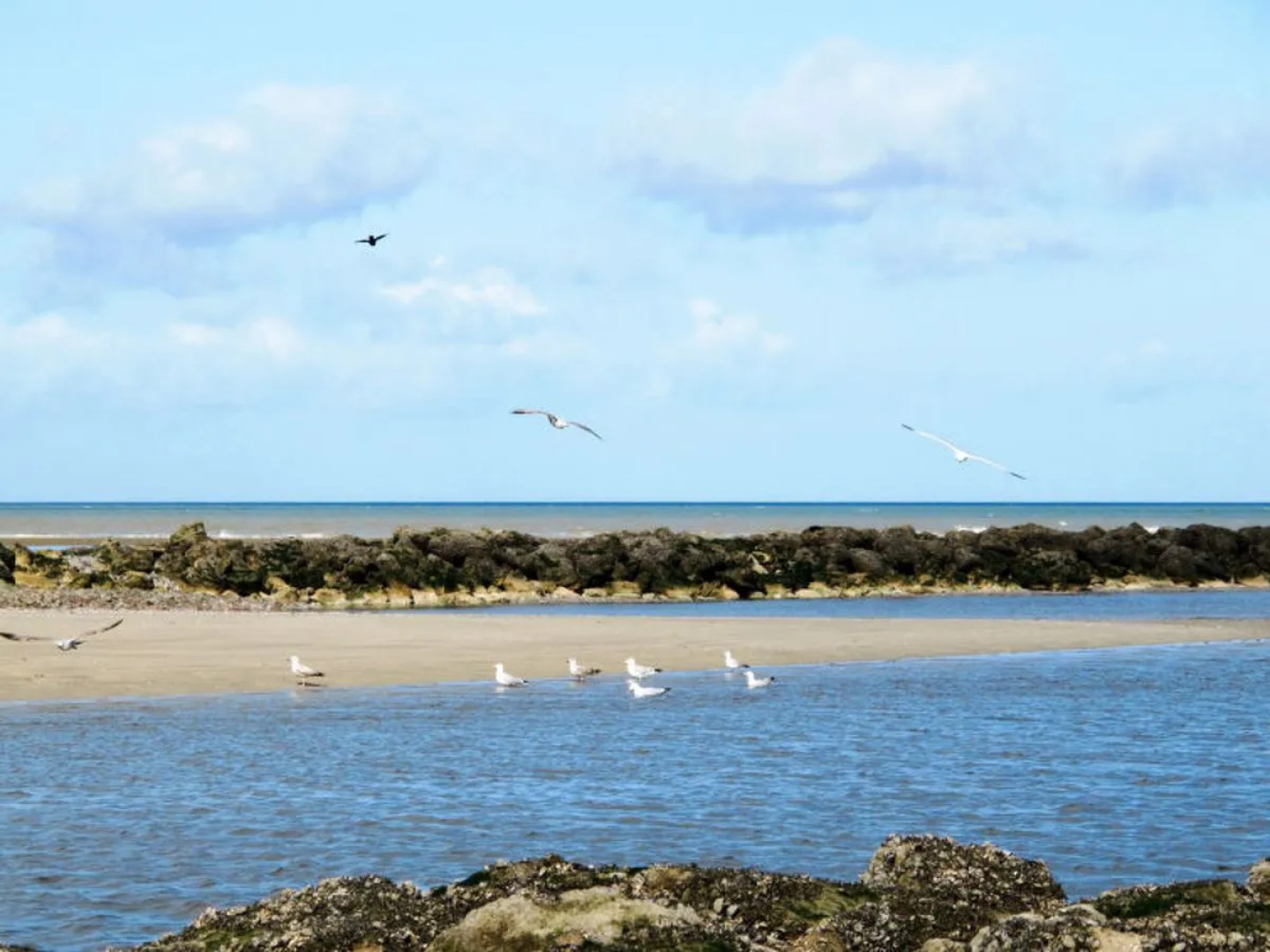 Les Chardonnets (BNV400)