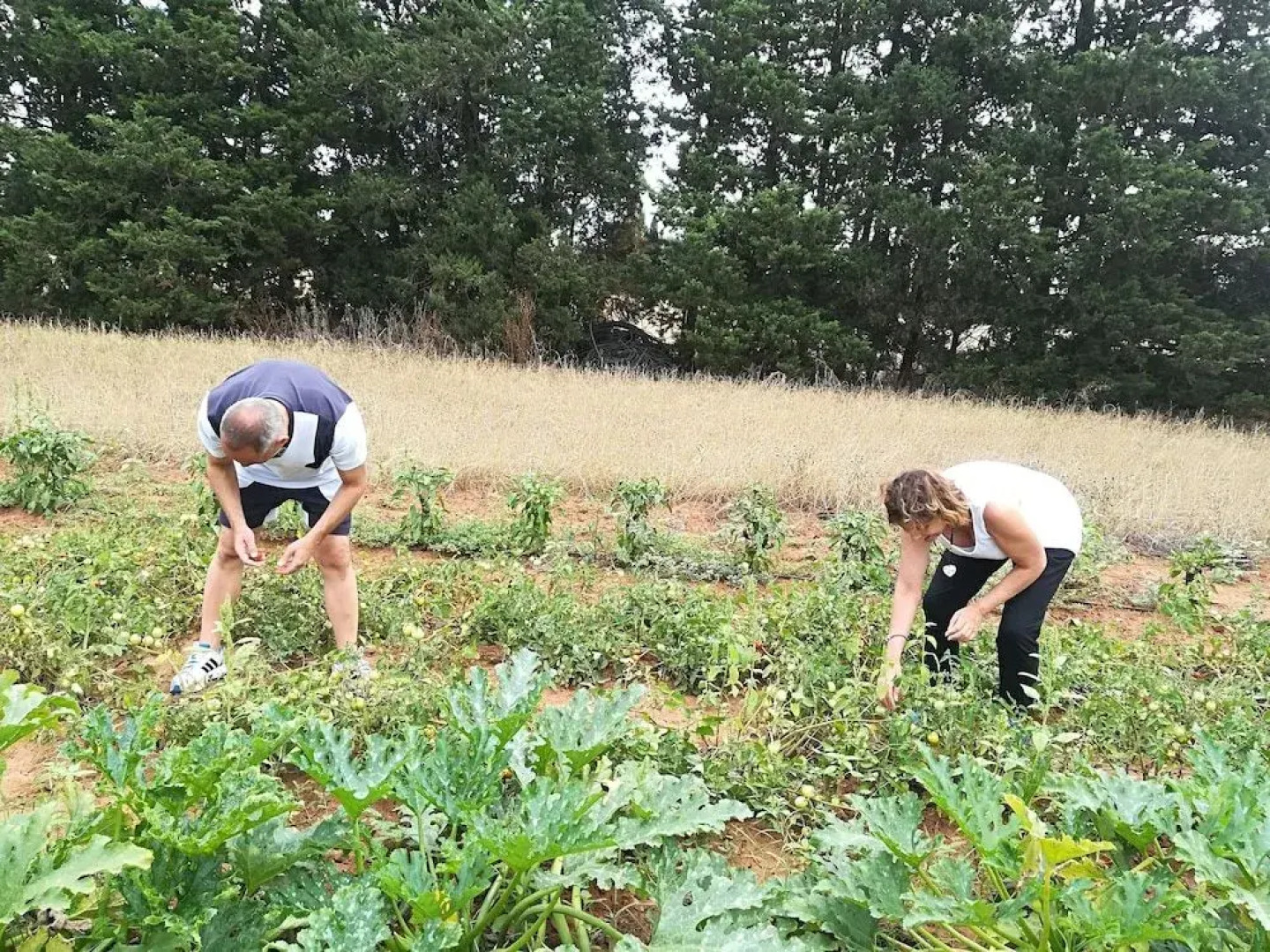 Masseria Fracchicchi