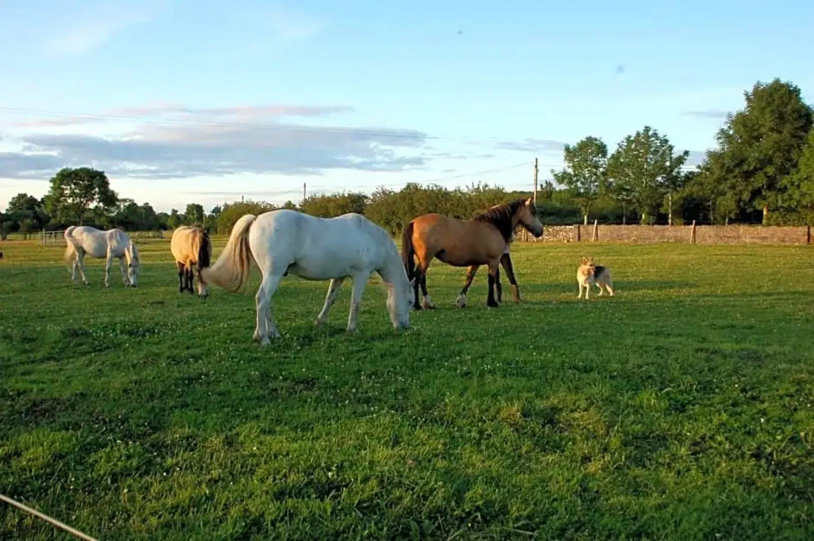 The Little Flock Farm