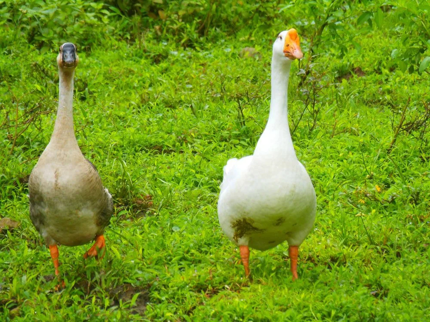 Hotel Heliconias Nature Inn & Hot Springs
