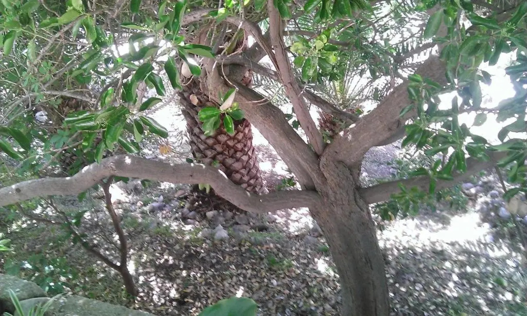 Holiday Home Shangri-La