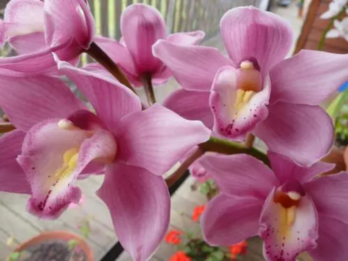 Wisteria Lodge Bed and Breakfast