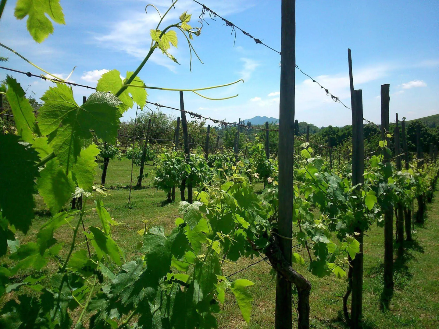 Agriturismo Borgodoro